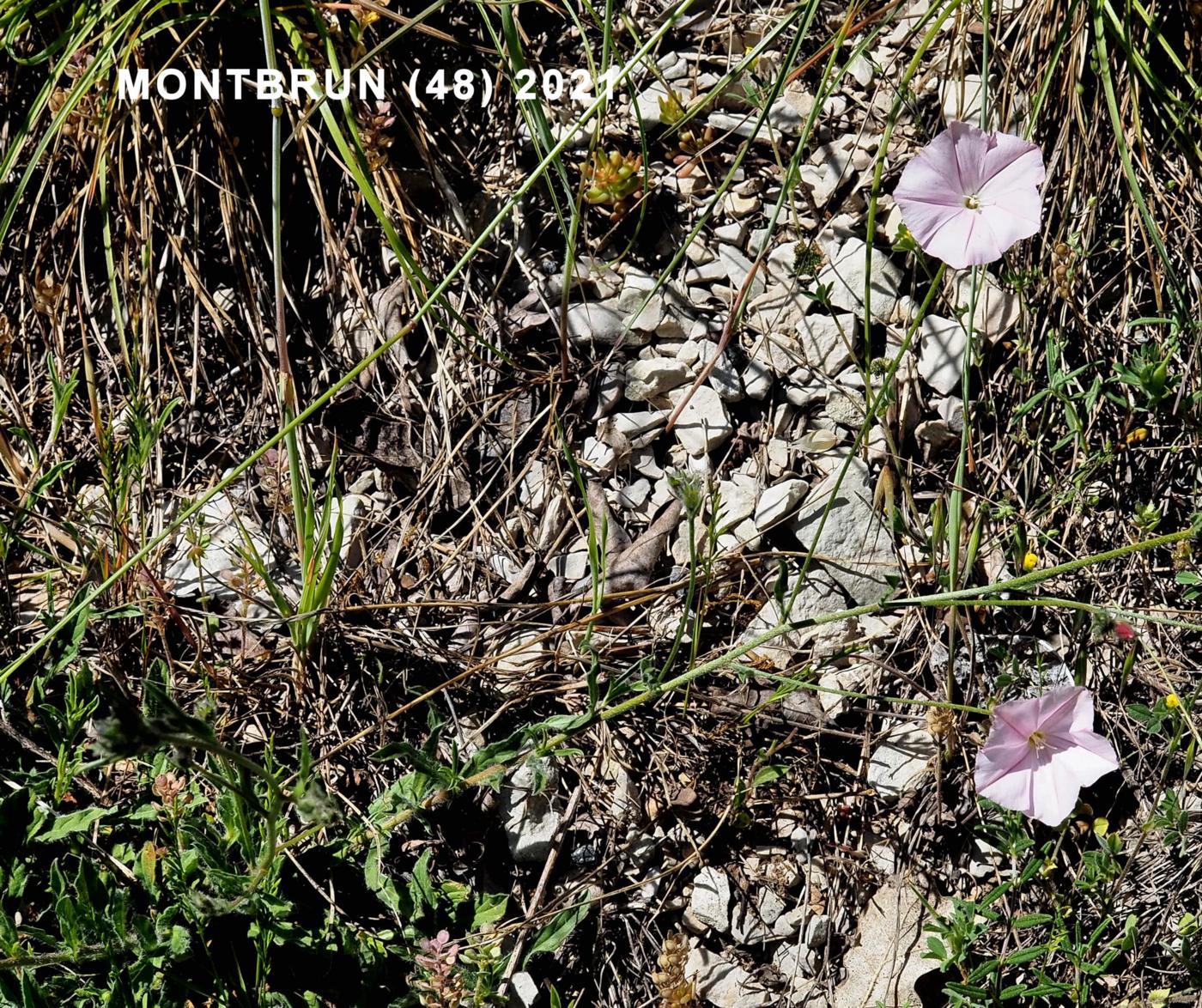 Cantabrian plant